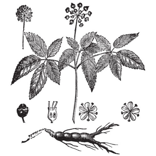 American Ginseng for Heart Health